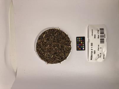 Click for 1 image(s) for this accession. SEED